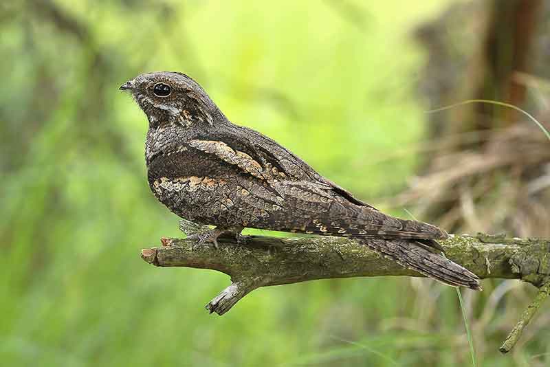 Nightjar