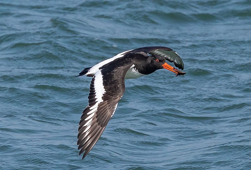 Oystercatcher