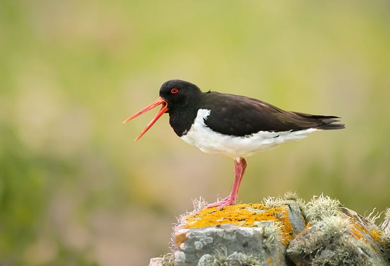 Oystercatcher
