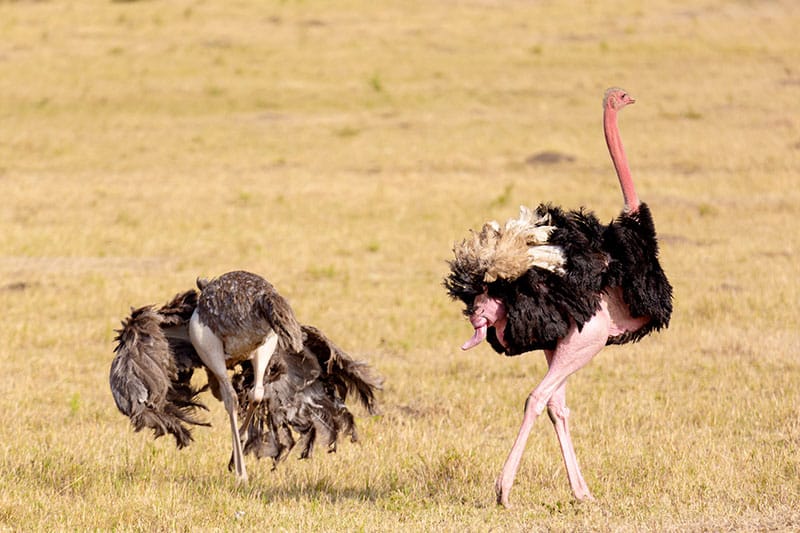 Ostriches With Male Showing His Penis