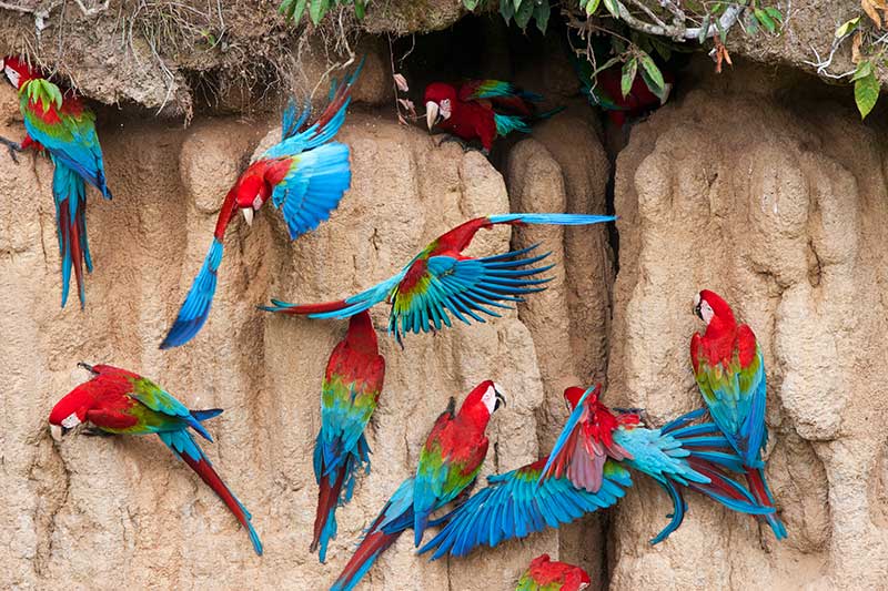 Parrots At A Clay Lick