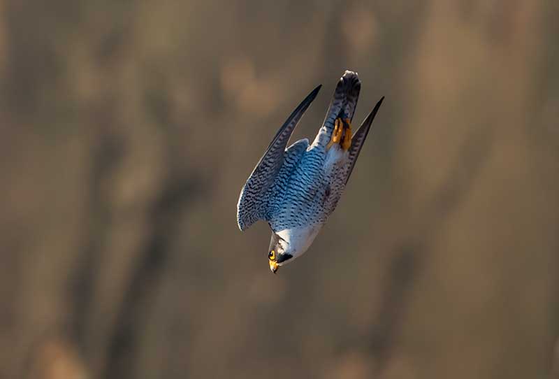 Peregrine Falcon In Dive
