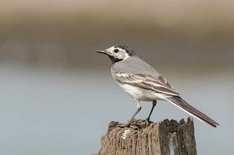 Pied Wagtail