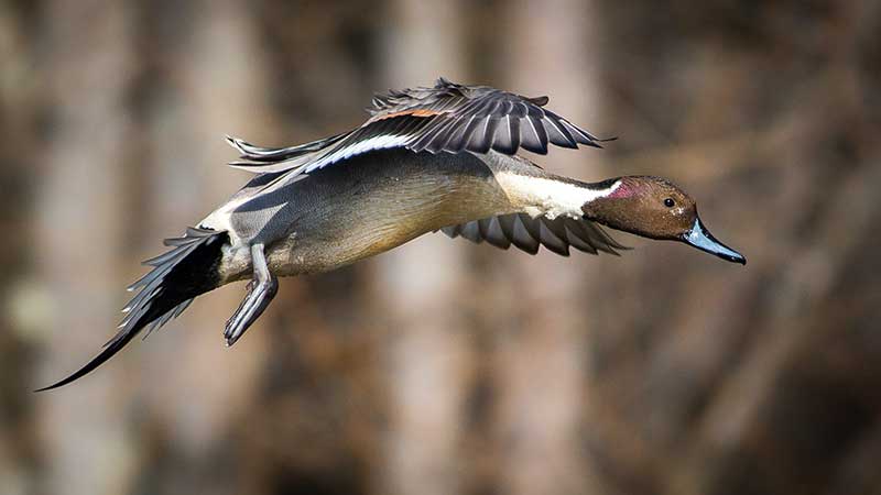 Pintail