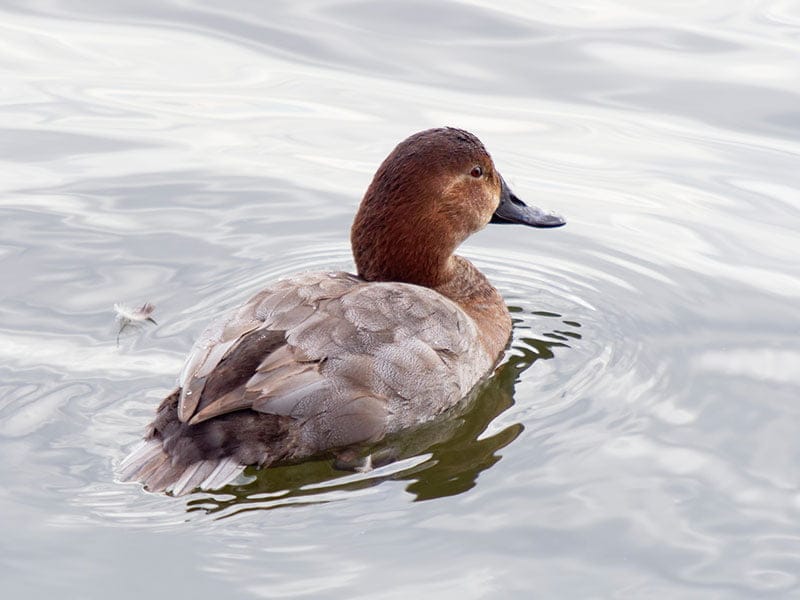 Pochard