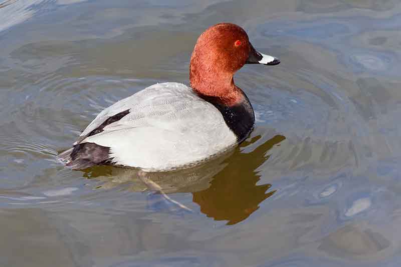 Pochard