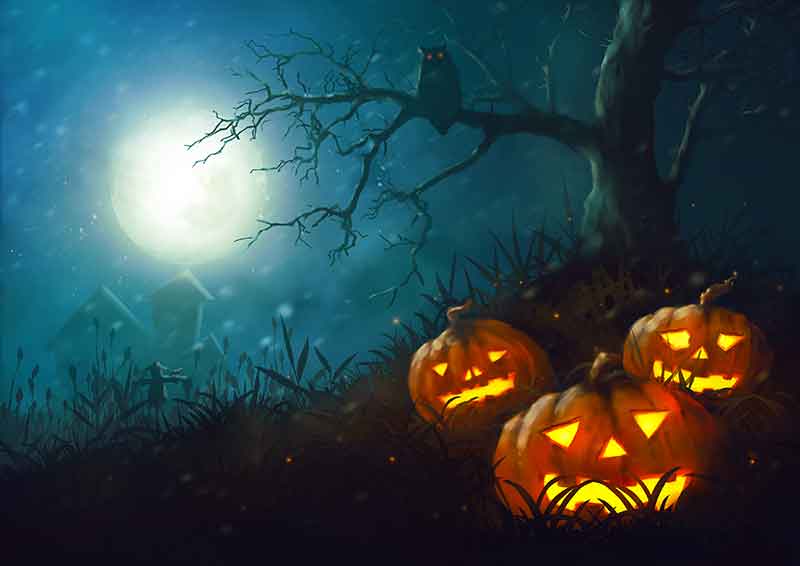 Pumpkins And An Owl