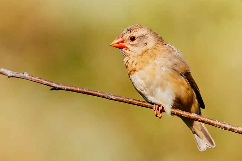 Red-Billed Quelea