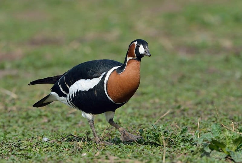 Red-Breasted Goose
