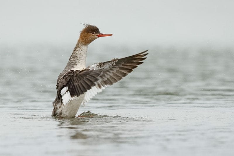 Red-Breasted Merganser