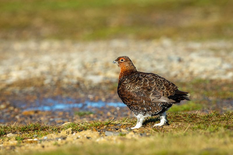 Red Grouse