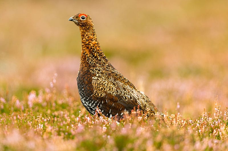 Red Grouse
