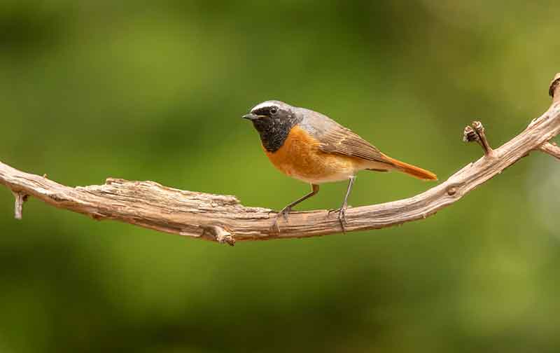 Redstart