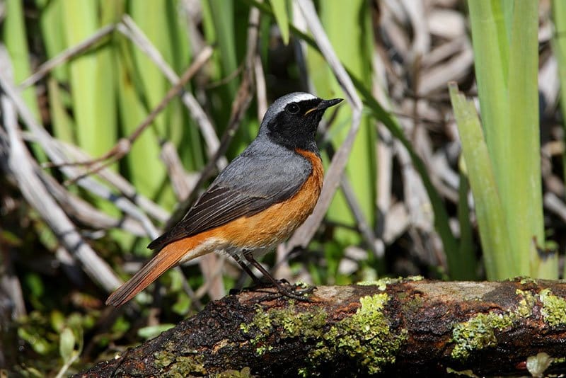 Redstart
