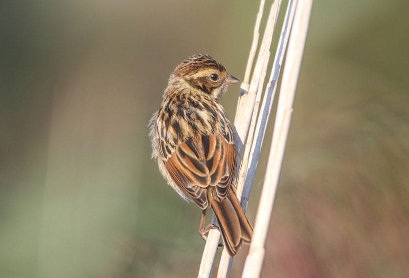 Reed Bunting