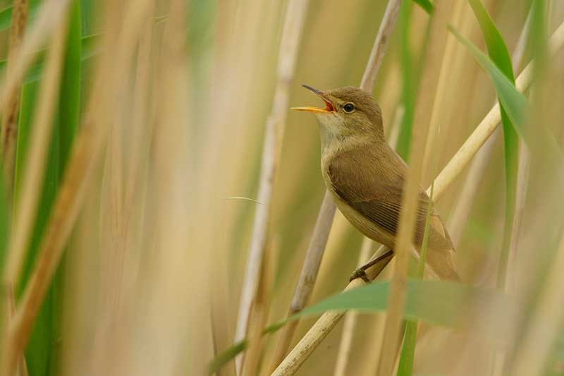 Reed Warbler