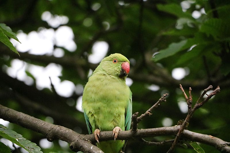 Ring-Necked Parakeet