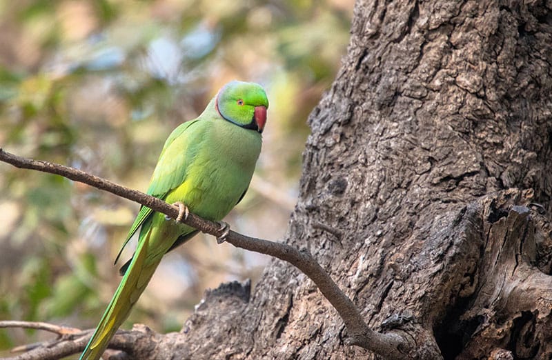 Ring-Necked Parakeet
