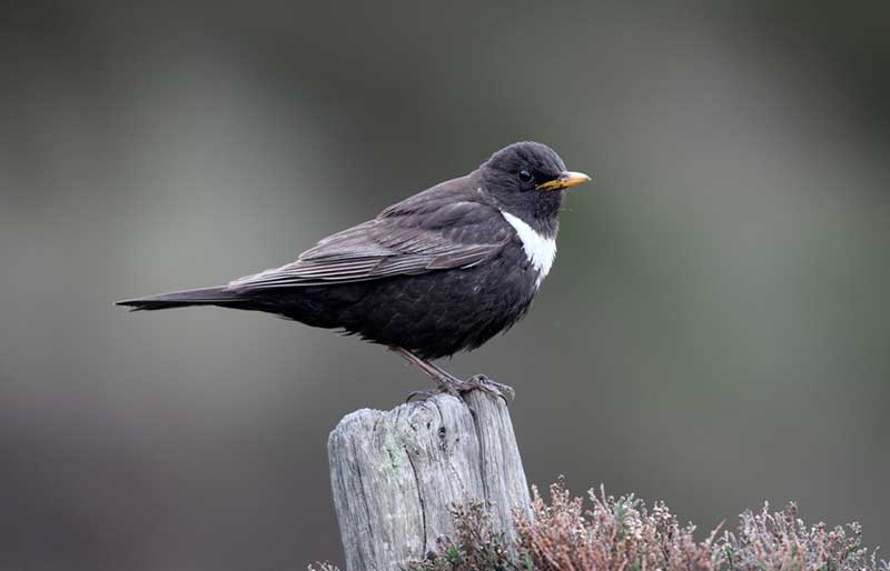 Ring Ouzel