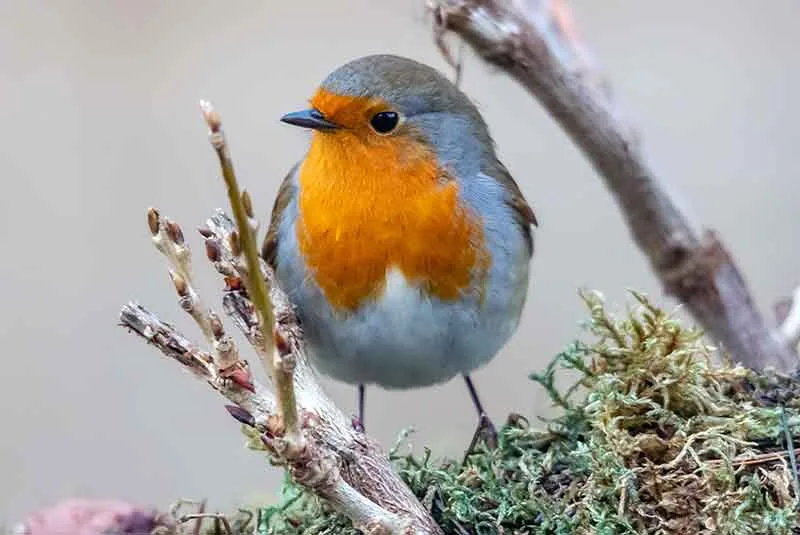 Robin