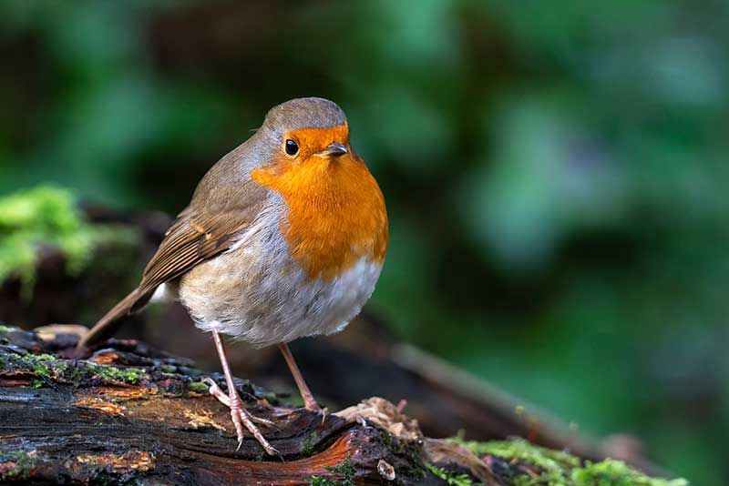 Robin