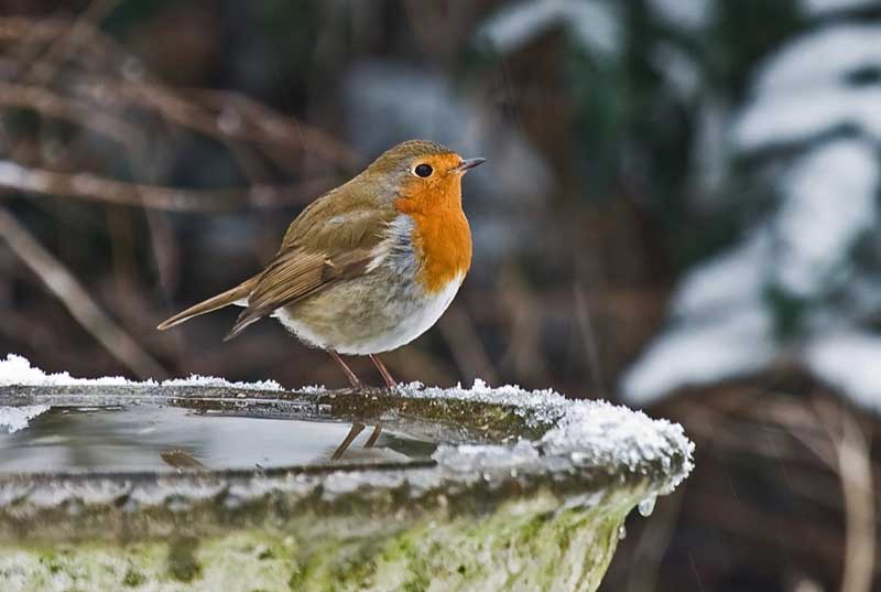 Robin Bird Bath