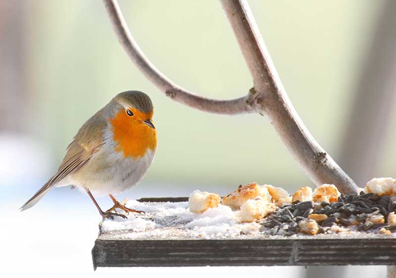 Robin On A Bird Table