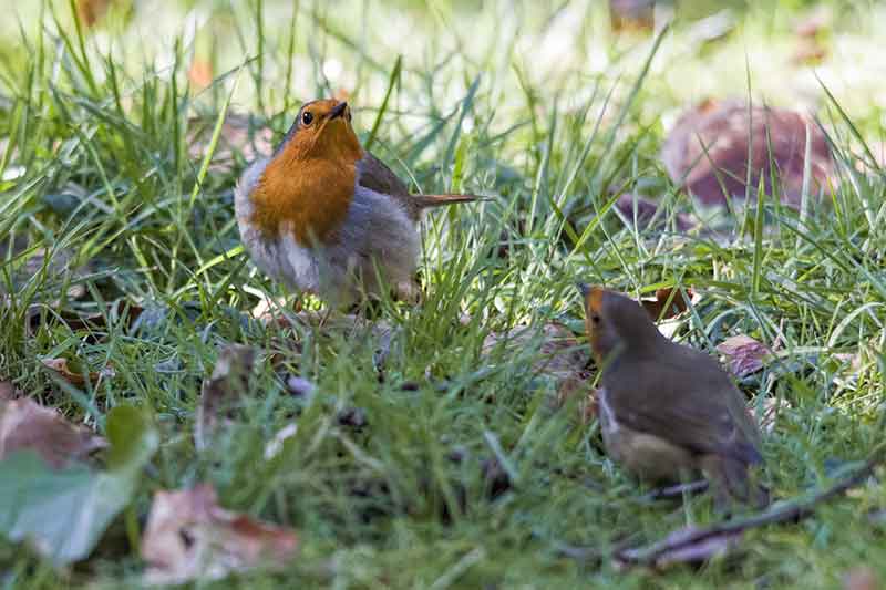 Robins Fighting