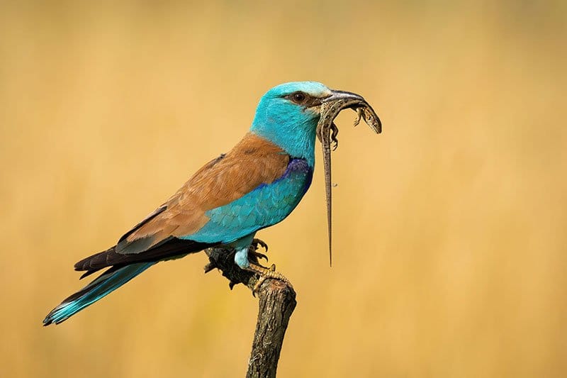 European Roller