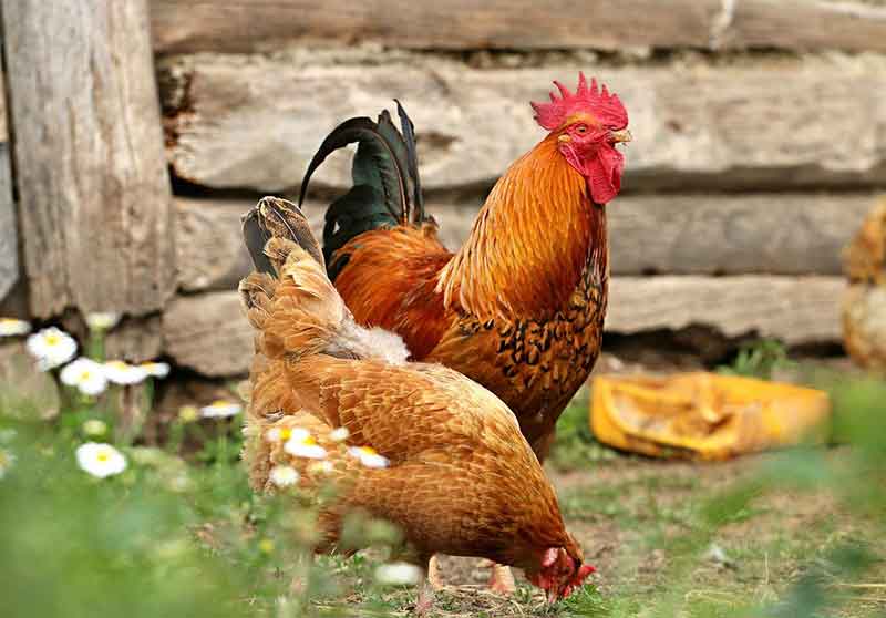 Rooster And Hen