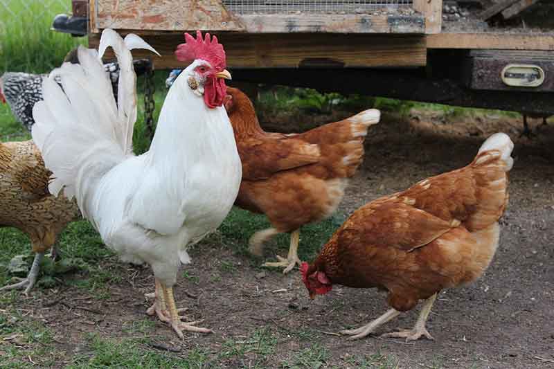 Rooster And Hens