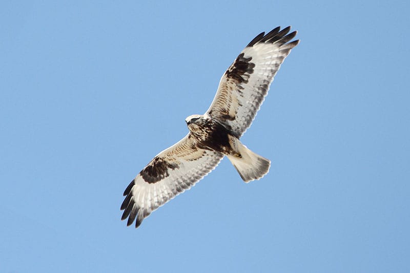 Rough-Legged Buzzard