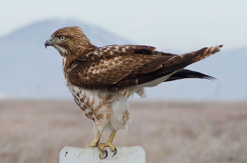 Rough-Legged Buzzard
