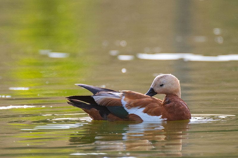Ruddy Shelduck