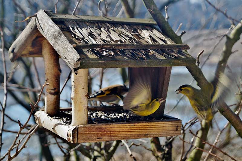 Rustic Wooden Bird Table