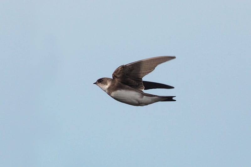 Sand Martin