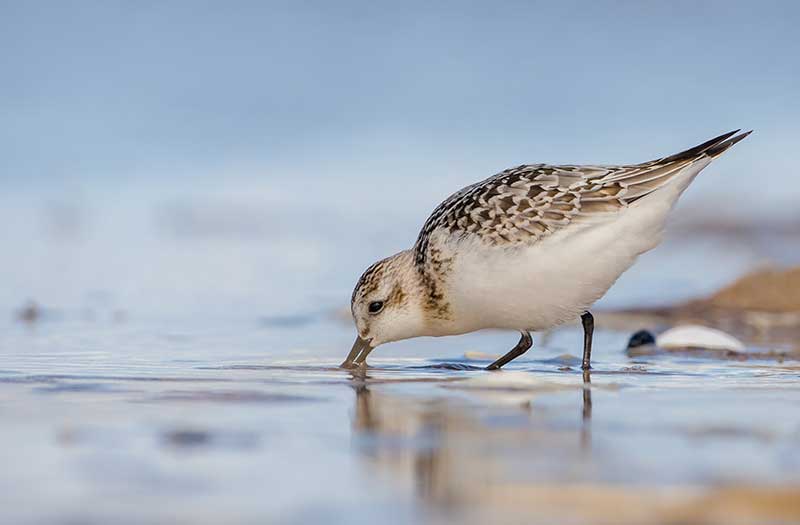 Sanderling