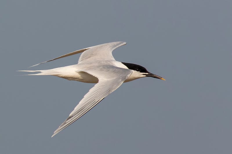 Sandwich Tern