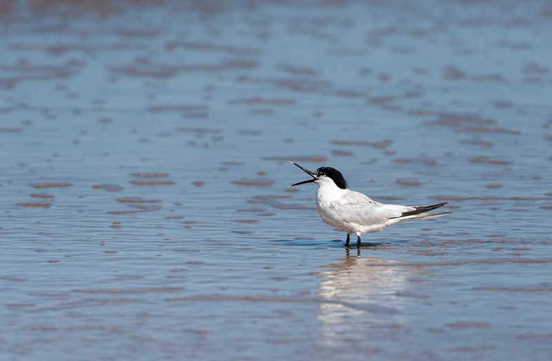 Sandwich Tern