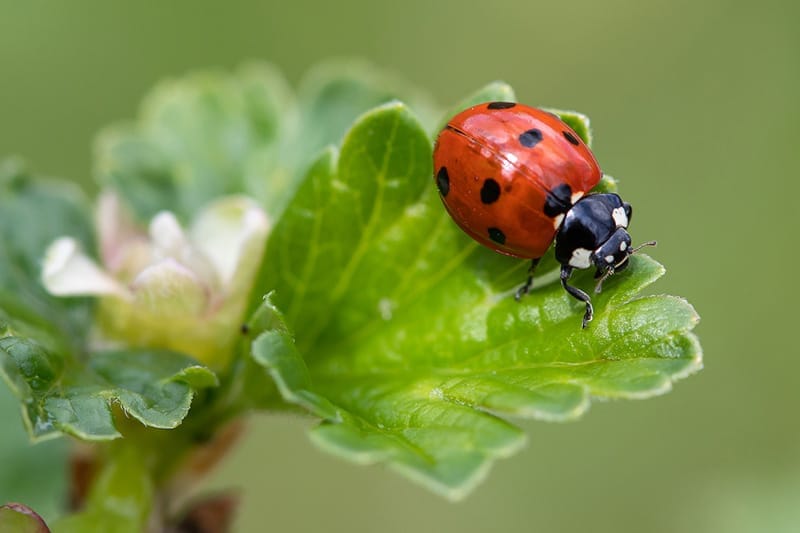 Seven Spot Ladybird