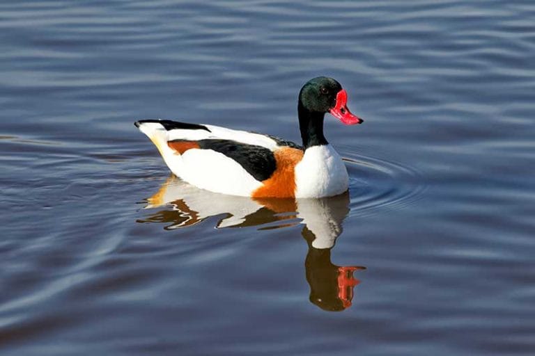 Shelduck | Identification Guide | Bird Spot
