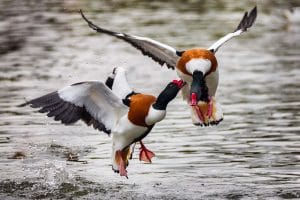 Shelduck | Identification Guide | Bird Spot