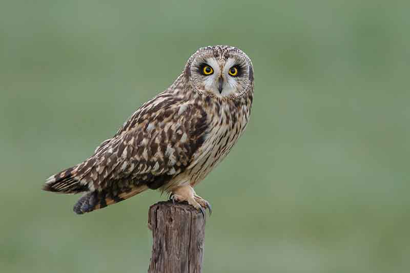 Short-Eared Owl