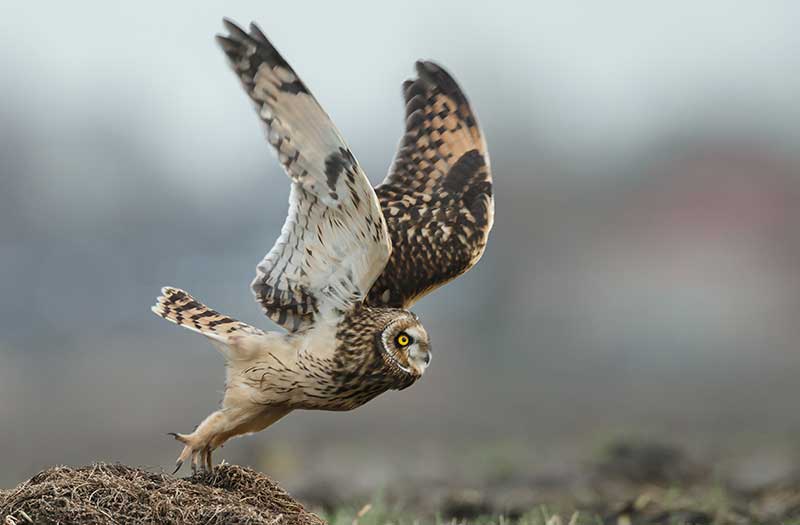 Short-Eared Owl