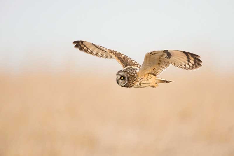 Short-Eared Owl