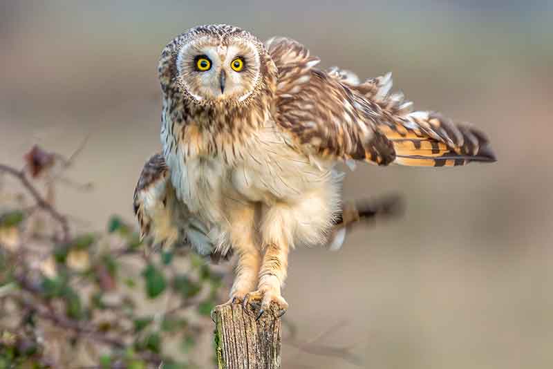Short Eared Owl