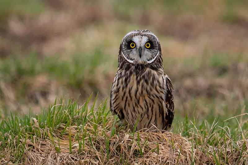 Short-Eared Owl