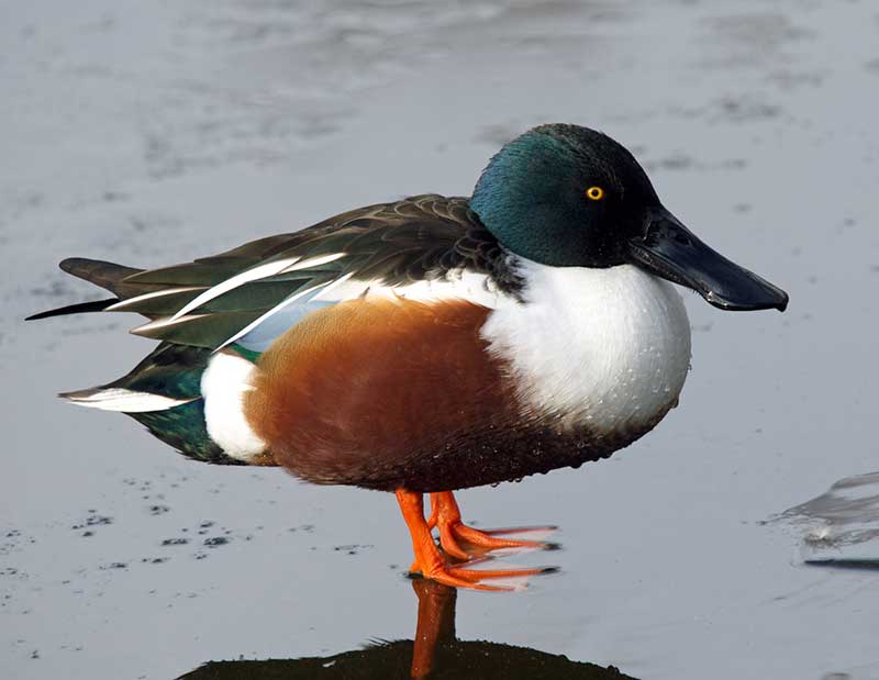 Shoveler