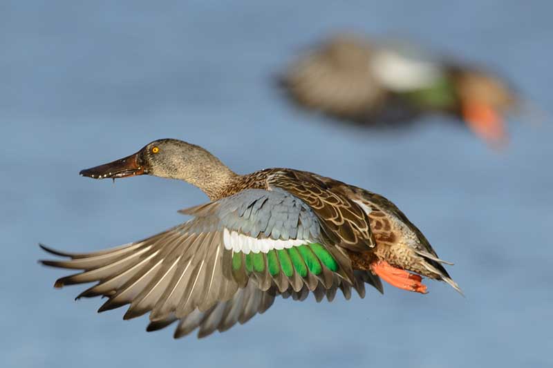 Shoveler