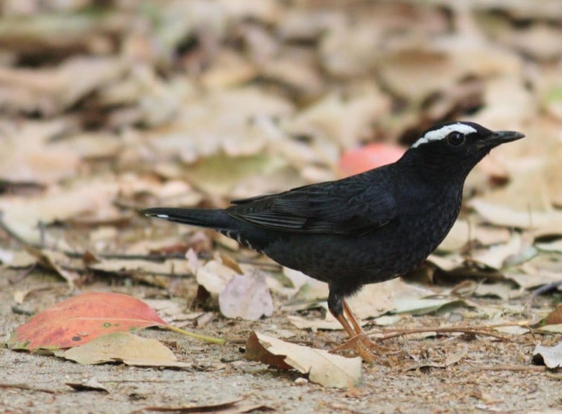 Siberian Thrush